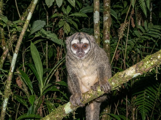gray-bellied night monkey