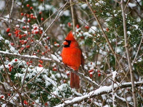 northern cardinal