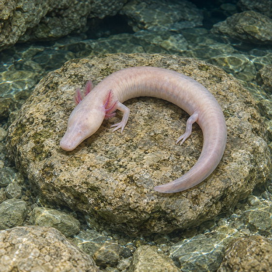 Stična's olm