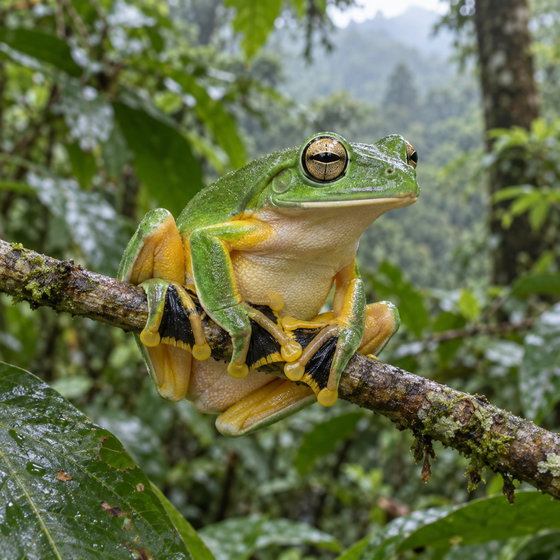 Reinwardt's flying frog