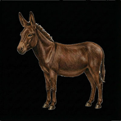 Donk's Boarding profile picture