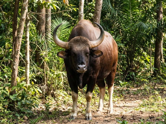 gaur