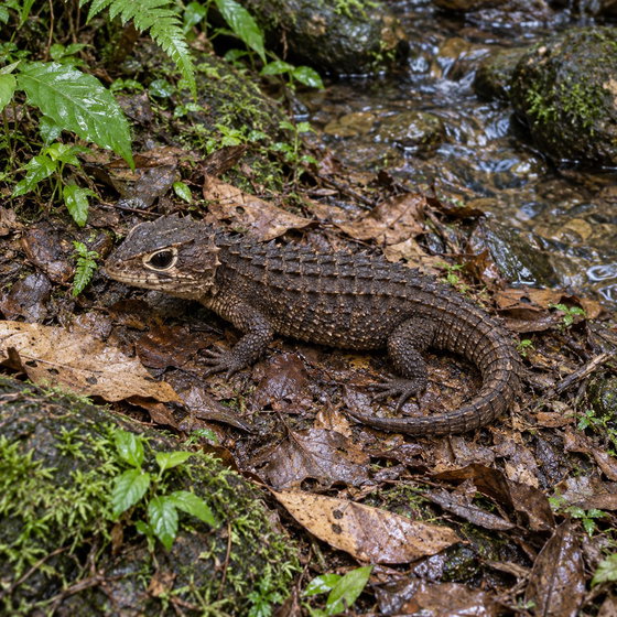 white-eyed crocodile skink