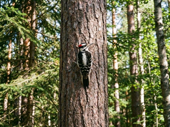 hairy woodpecker