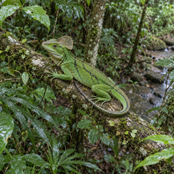 serrated casquehead iguana