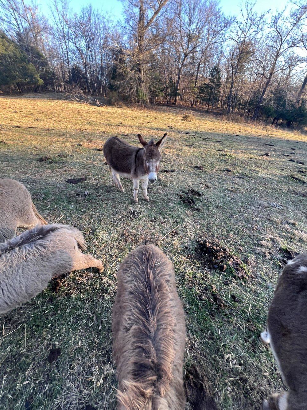 Donkey boarding service 7, photo 8