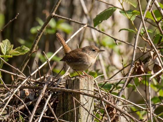 northern house wren