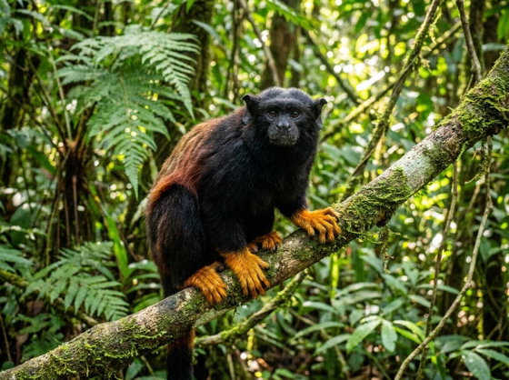 golden-handed tamarin