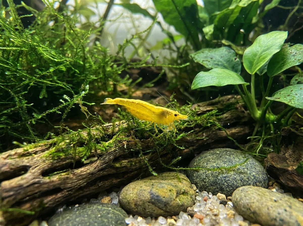 Yellow Goldenback