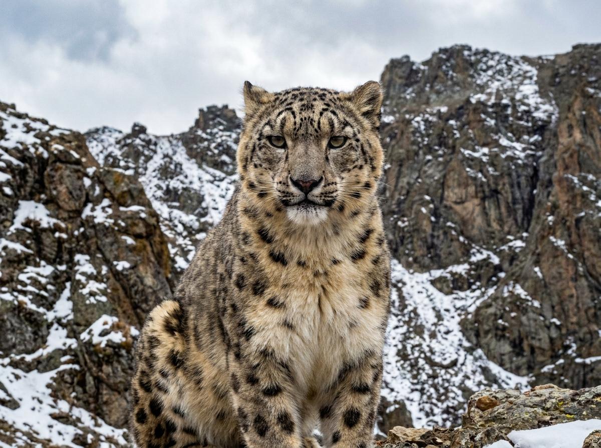 snow leopard