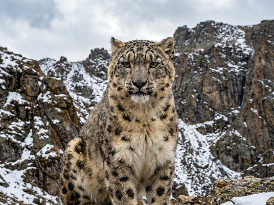 snow leopard
