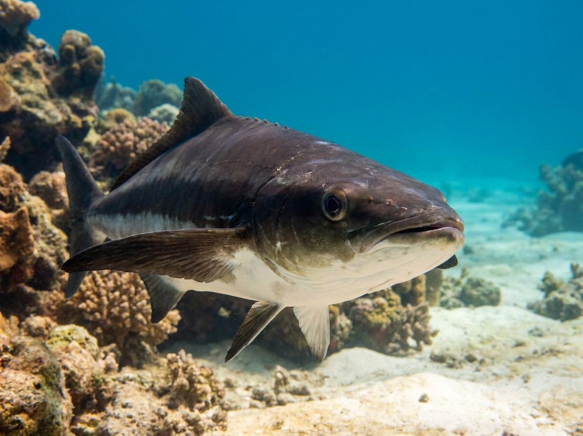 cobia