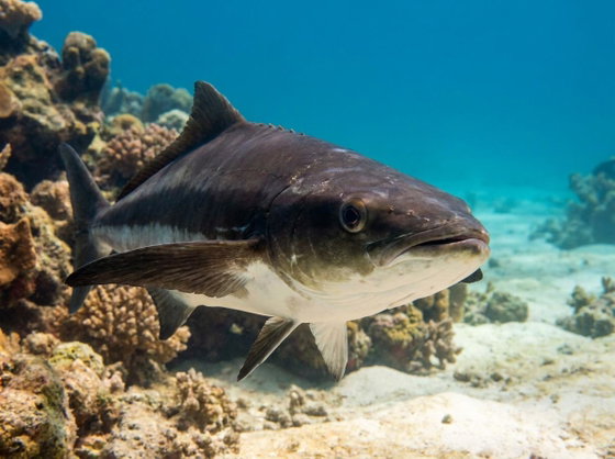 cobia