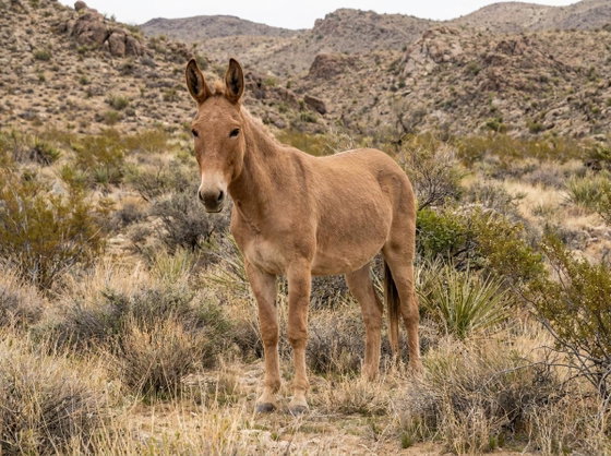 mule/hinny