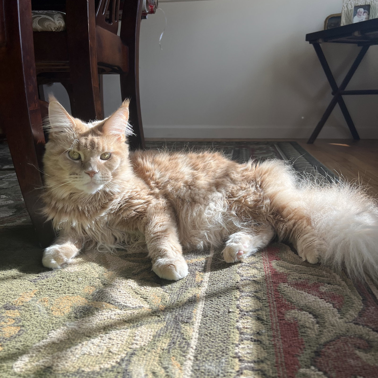 Gracie