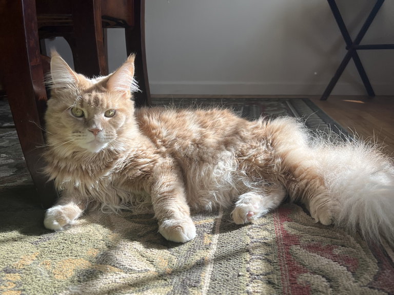 Gracie