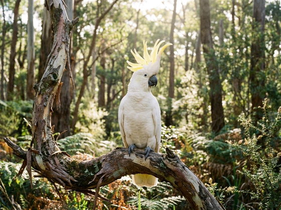 sulfur-crested cockatoo