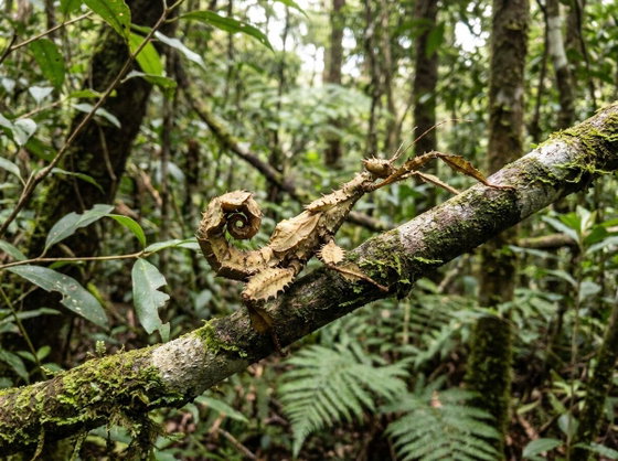 giant prickly stick insect