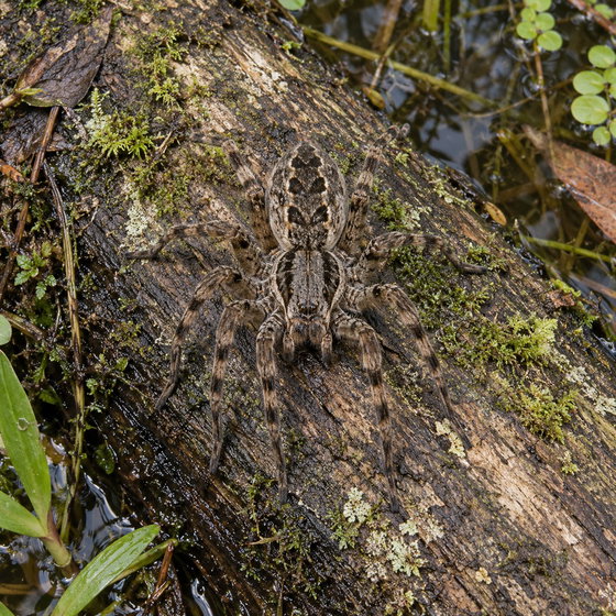 Okefenokee fishing spider