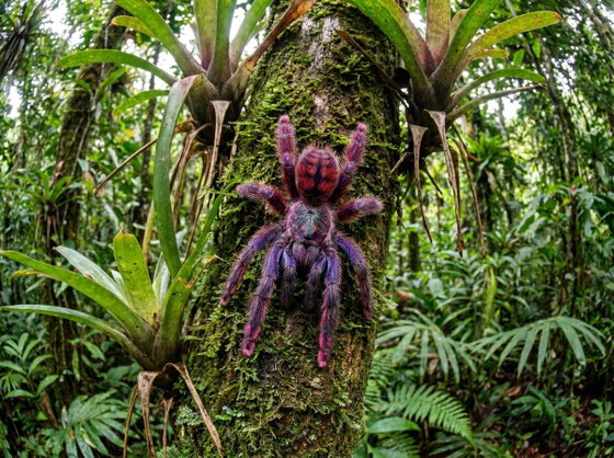 Martinique pink toe tarantula