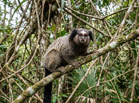 black-tailed marmoset