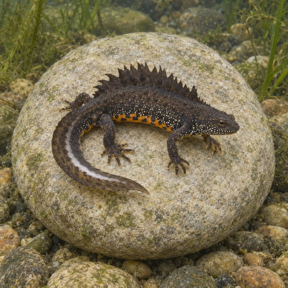 great crested newt