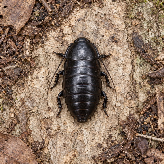 robust barrel roach