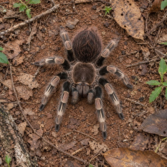 Brazilian black and white tarantula