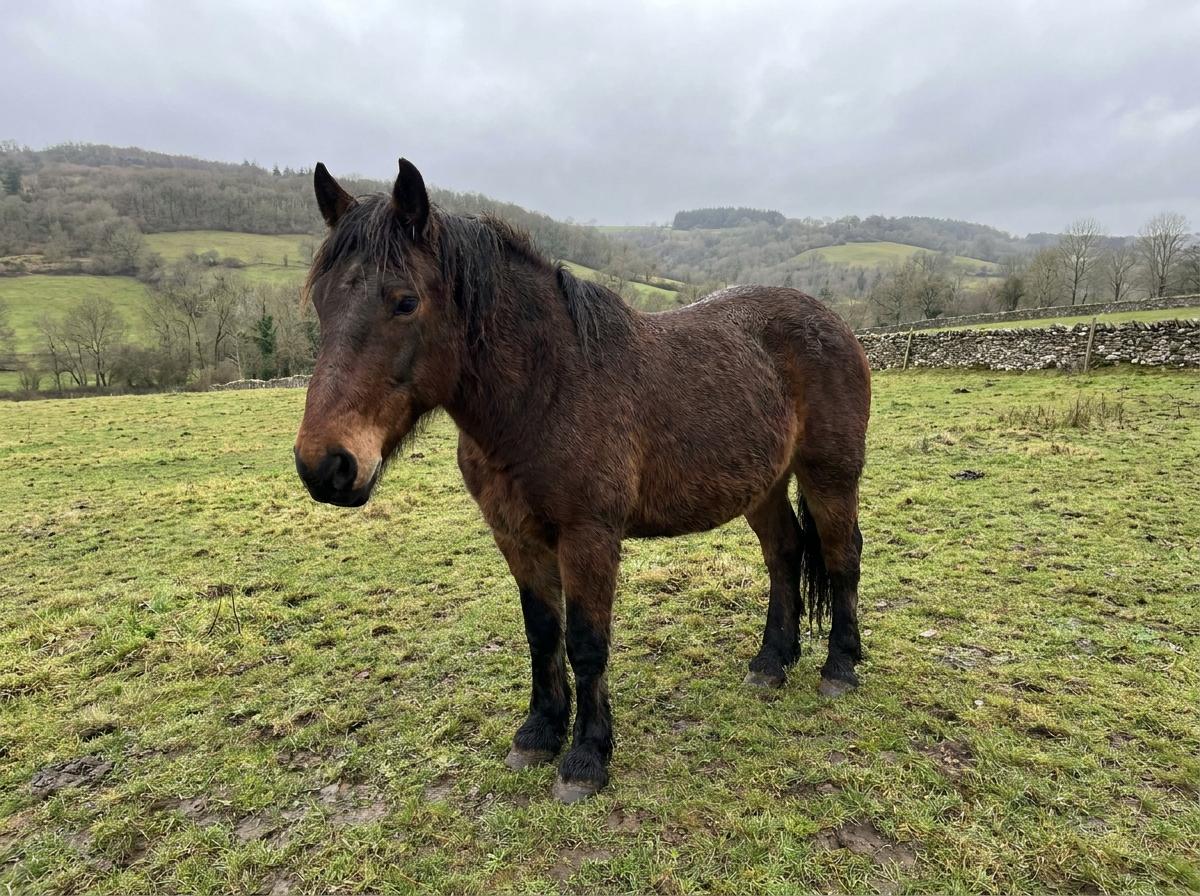 Nivernais Horse