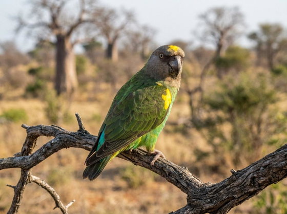 Meyer's parrot