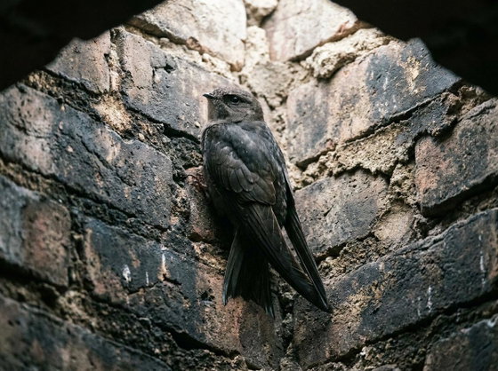 chimney swift