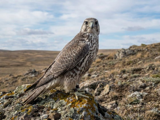 saker x gyrfalcon hybrid