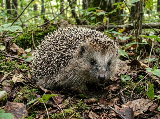 Amur hedgehog
