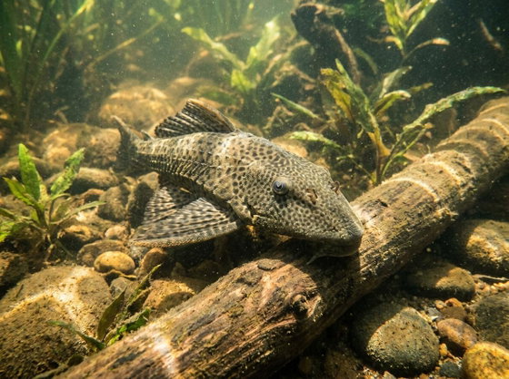 common pleco