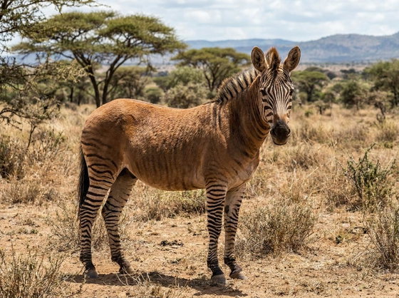 zebra horse/zorse