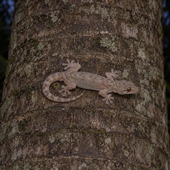 common house gecko