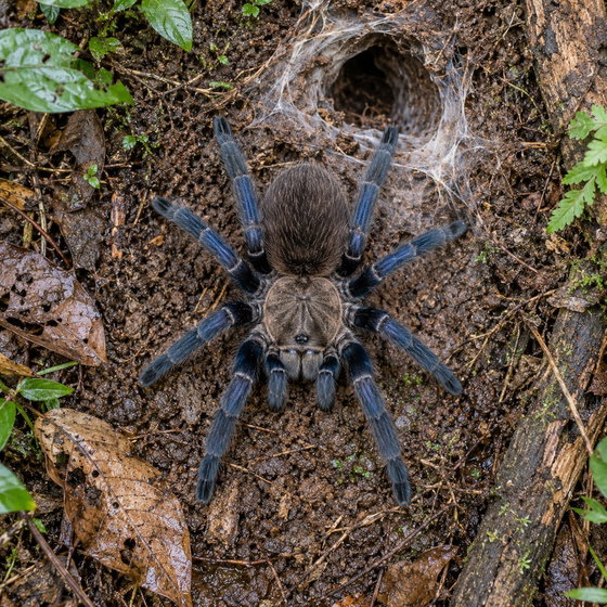Vietnam blue tarantula