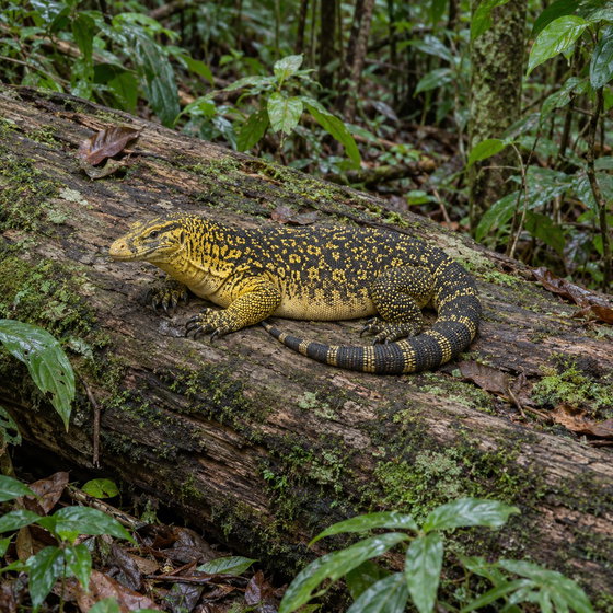 Banggai Island monitor