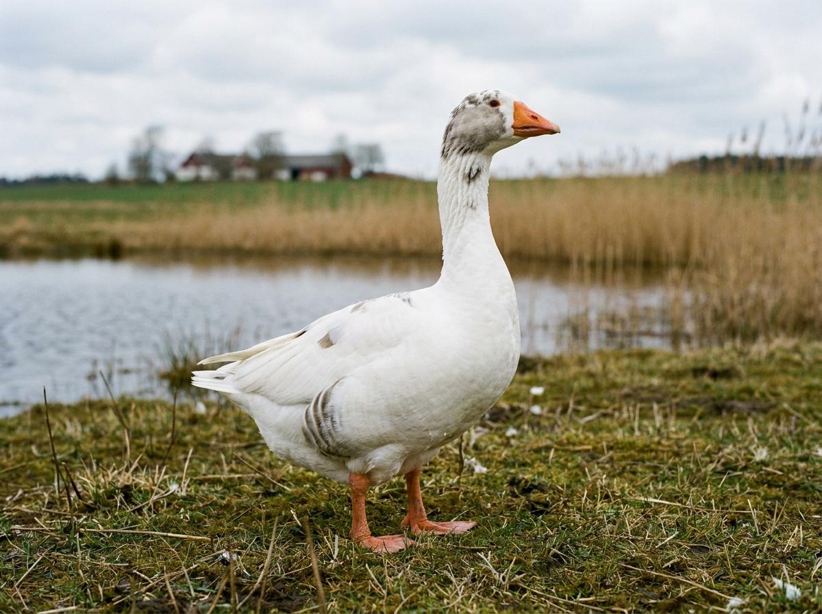 Scania Goose