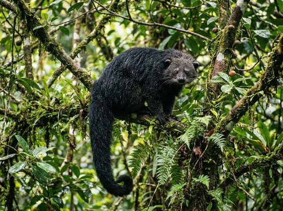 binturong