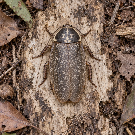 large cinereous cockroach