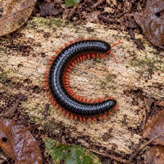 red-legged millipede