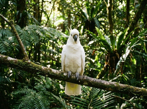 white cockatoo