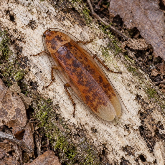 rustic leaf roach