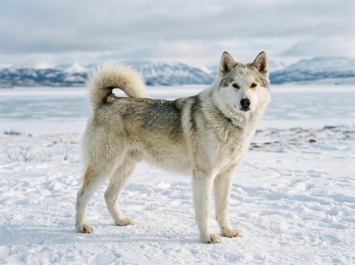 Canadian Eskimo Dog