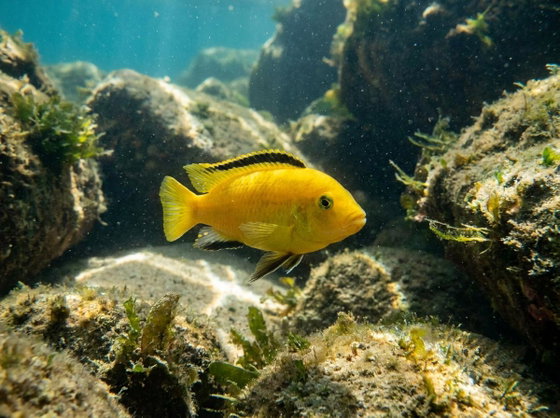 electric yellow cichlid