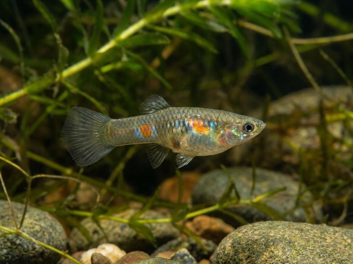 Wild Type