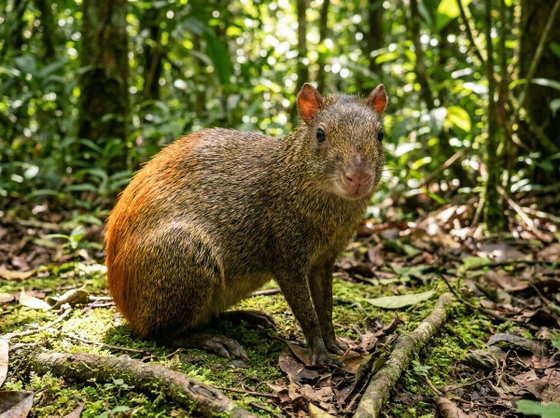 red-rumped agouti