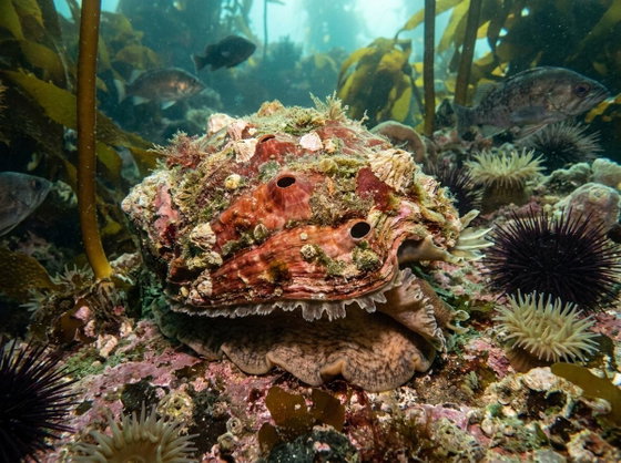 red abalone