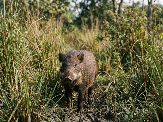 pygmy hog
